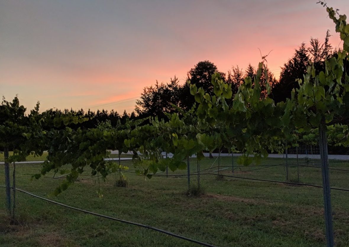 TimbeRoot Farm photo